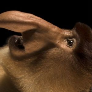 Meet your Posher, Dominic